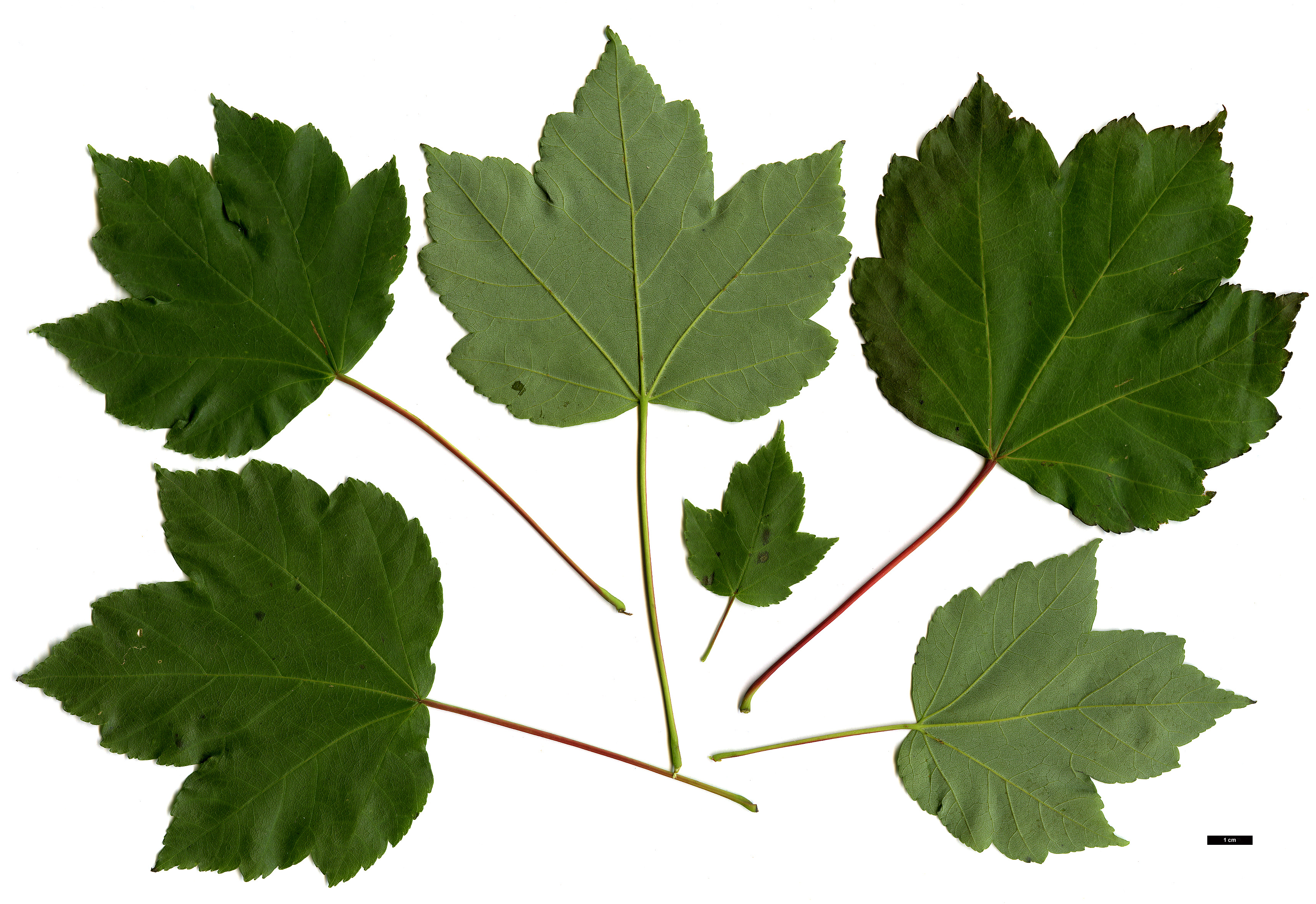 High resolution image: Family: Sapindaceae - Genus: Acer - Taxon: rubrum - SpeciesSub: 'Red Sunset'